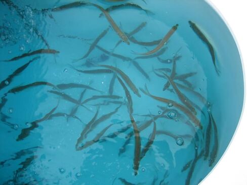 Baitfish Enhancement and Keeping Formula Additive for Minnow Buckets, Livewells and Bait Tanks. Keeps Holding Fish Alive Longer, Healthier, and Improves Performance Levels. in Saudi Arabia