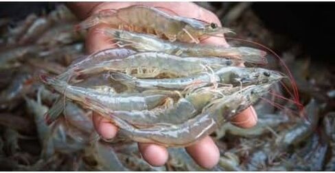 Baitfish Enhancement and Keeping Formula Additive for Minnow Buckets, Livewells and Bait Tanks. Keeps Holding Fish Alive Longer, Healthier, and Improves Performance Levels. in Saudi Arabia