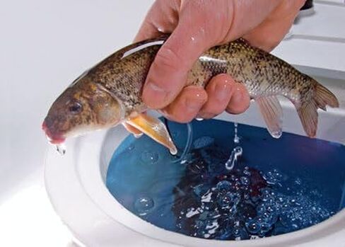 Baitfish Enhancement and Keeping Formula Additive for Minnow Buckets, Livewells and Bait Tanks. Keeps Holding Fish Alive Longer, Healthier, and Improves Performance Levels. in Saudi Arabia