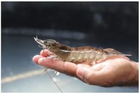 Baitfish Enhancement and Keeping Formula Additive for Minnow Buckets, Livewells and Bait Tanks. Keeps Holding Fish Alive Longer, Healthier, and Improves Performance Levels. in Saudi Arabia