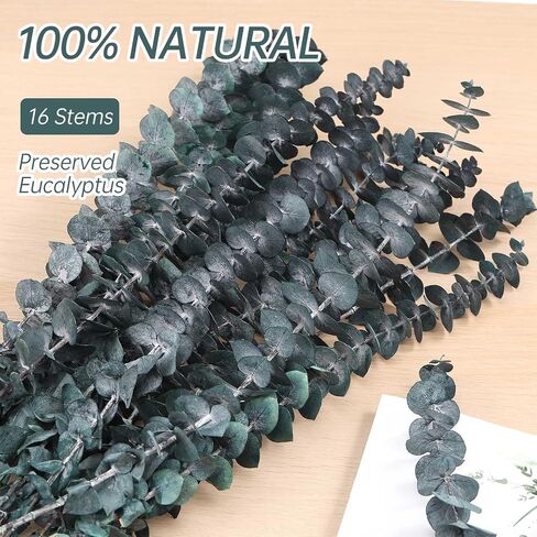 16 Pcs Dried Eucalyptus Stems, 17'' Natural Fresh Eucalyptus Leaves Branches Hanging for Shower, Preserved Real Eucalyptus Plant Live Greenery for Home SPA Wall Bathroom Wedding Party Vase Decor in Saudi Arabia