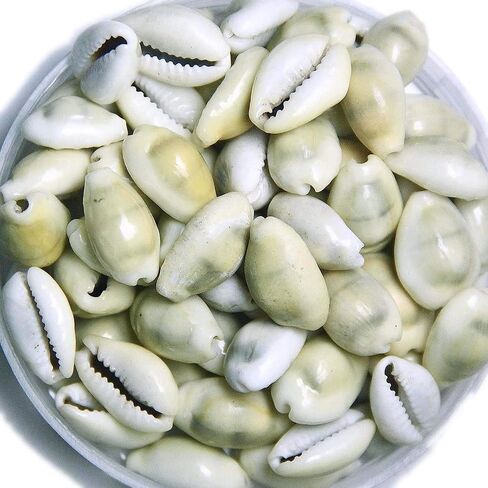 White Kawdi Kawri Kaudi Kowdi Cowrie Koudi Shankh Yantra Laxmi and Diwali Pooja (Set of 11 Pcs) in Saudi Arabia