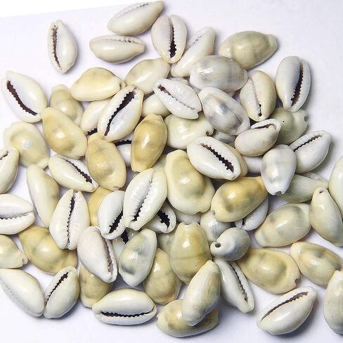 White Kawdi Kawri Kaudi Kowdi Cowrie Koudi Shankh Yantra Laxmi and Diwali Pooja (Set of 11 Pcs) in Saudi Arabia