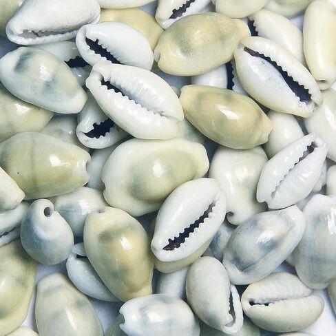 White Kawdi Kawri Kaudi Kowdi Cowrie Koudi Shankh Yantra Laxmi and Diwali Pooja (Set of 11 Pcs) in Saudi Arabia