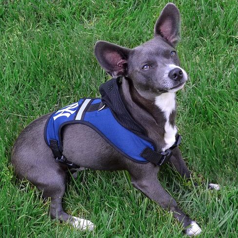 Pets First New Orleans Saints Harness, Medium in Saudi Arabia