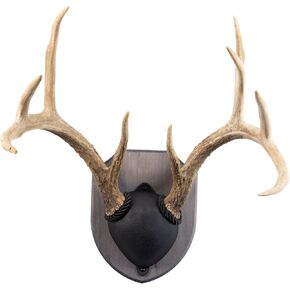 Reversible Skull Mount Kit in Rustic Pine for Wall or Table Display