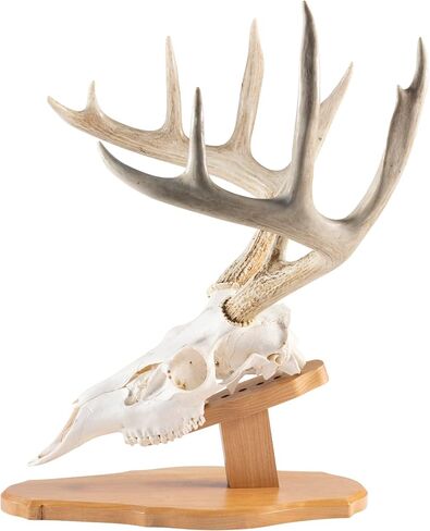 Reversible Skull Mount Kit in Rustic Pine for Wall or Table Display in Saudi Arabia