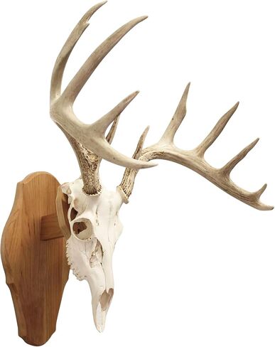 Reversible Skull Mount Kit in Rustic Pine for Wall or Table Display in Saudi Arabia