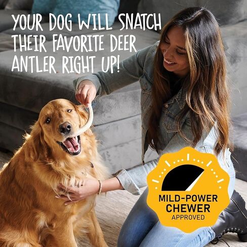 Snatchers Elk Antlers for Dogs – Long Lasting Dog Chews and Dog Toys for Aggressive Chewers, Naturally Shed Deer Antlers for Dogs Processed in The USA, No Additives (Small, 1 Count) in Saudi Arabia