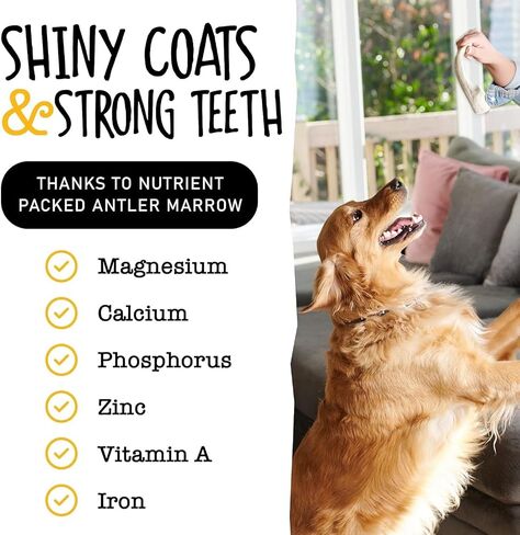 Snatchers Elk Antlers for Dogs – Long Lasting Dog Chews and Dog Toys for Aggressive Chewers, Naturally Shed Deer Antlers for Dogs Processed in The USA, No Additives (Small, 1 Count) in Saudi Arabia