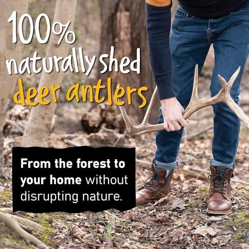 Snatchers Elk Antlers for Dogs – Long Lasting Dog Chews and Dog Toys for Aggressive Chewers, Naturally Shed Deer Antlers for Dogs Processed in The USA, No Additives (Small, 1 Count) in Saudi Arabia