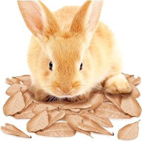 JOR Mini-Catappa Leaves for Rabbits and Ferrets, Tannin from Leaf Remove Odors from Litter, Creates Native Habitat, Encourages Cute Nesting Play, 60 pcs