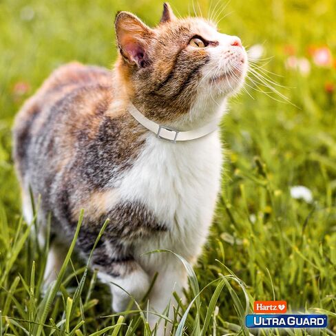 Hartz UltraGuard Plus Flea & Tick Collar for Cats and Kittens, 7 Month Flea and Tick Prevention and Protection, White, 2 Count in Saudi Arabia