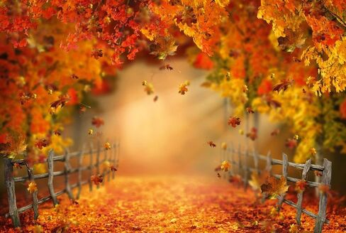Kate Fall Fall Leaves Backdrop Autumn Backdrop Texture Photo Props Maple Leaves Paty Way Professional Photo Studio Props 7x5ft in Saudi Arabia