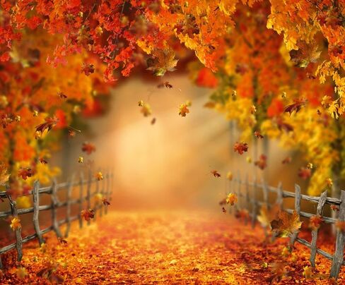 Kate Fall Fall Leaves Backdrop Autumn Backdrop Texture Photo Props Maple Leaves Paty Way Professional Photo Studio Props 7x5ft in Saudi Arabia