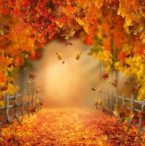 Kate Fall Fall Leaves Backdrop Autumn Backdrop Texture Photo Props Maple Leaves Paty Way Professional Photo Studio Props 7x5ft in Saudi Arabia