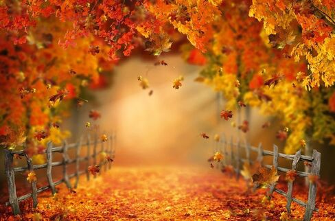 Kate Fall Fall Leaves Backdrop Autumn Backdrop Texture Photo Props Maple Leaves Paty Way Professional Photo Studio Props 7x5ft in Saudi Arabia