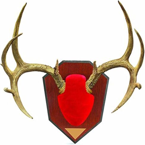 Allen Antler Mounting Kit with Skull Cover & Engraveable Plaque in Kuwait