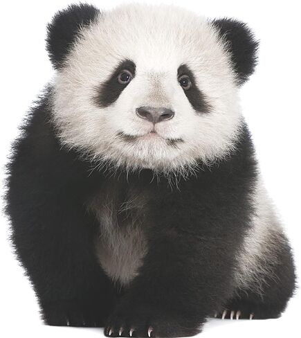 WAFT YEARN 3D Vivid Panda Wall Decal Vinyl Removable Super Cute Animal Safari Wall Sticker for Nursery School Classroom Bedroom Bathroom Boys Girls Room Playroom Office 14.3 inch by 15.9 inch in Saudi Arabia