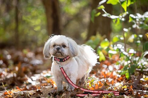 NCAA PET Leash, Medium, Ohio State Buckeyes, Dog Leash, Shiny & Colorful Leash for Dogs & Cats Licensed by The NCAA, New Version in Saudi Arabia