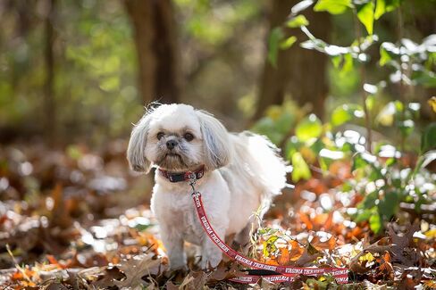 NCAA PET Leash, Medium, Ohio State Buckeyes, Dog Leash, Shiny & Colorful Leash for Dogs & Cats Licensed by The NCAA, New Version in Saudi Arabia