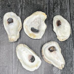 Tumbler Home Oyster Shells, 10 Large Oyster Shells for Crafts, 3" - 4" inch Oyster Shells Bulk, Nautical Decor Vase Filler, Oyster Shells for Crafting, DIY Arts and Crafts, Farmed in USA
