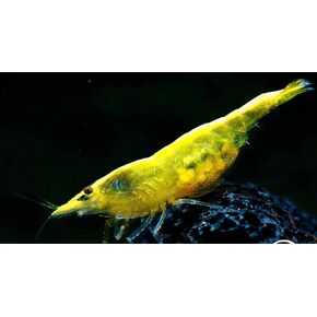 Swimming Creatures 10 Chocolate Black Neocaridina Freshwater Aquarium Shrimps. Live Arrival Guarantee.