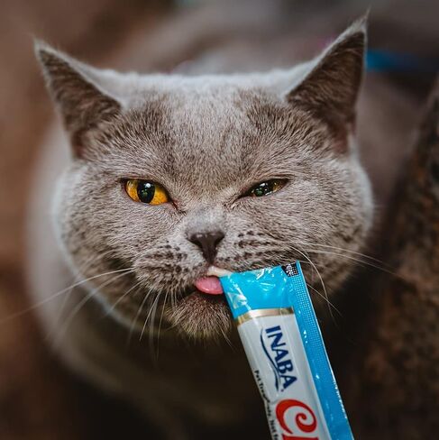 INABA Churu Lickable Purée Natural Cat Treats (Tuna with Chicken Recipe, 4 Tubes) in Saudi Arabia
