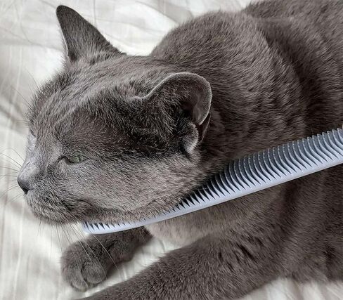Nekojasuri Cat Groomer (Not a brush). The original. Patented, multi-awaded and expertly crafted in Japan to closely resemble a cat's tongue. Make your cat swoon! (Grey) in Saudi Arabia