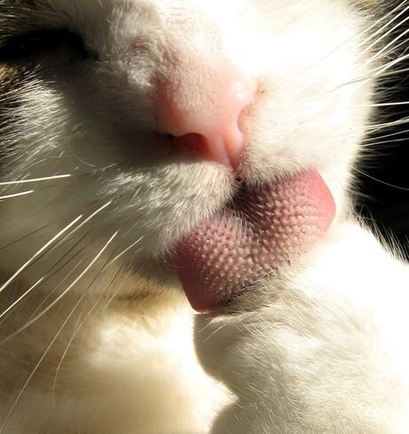 Nekojasuri Cat Groomer (Not a brush). The original. Patented, multi-awaded and expertly crafted in Japan to closely resemble a cat's tongue. Make your cat swoon! (Grey) in Saudi Arabia