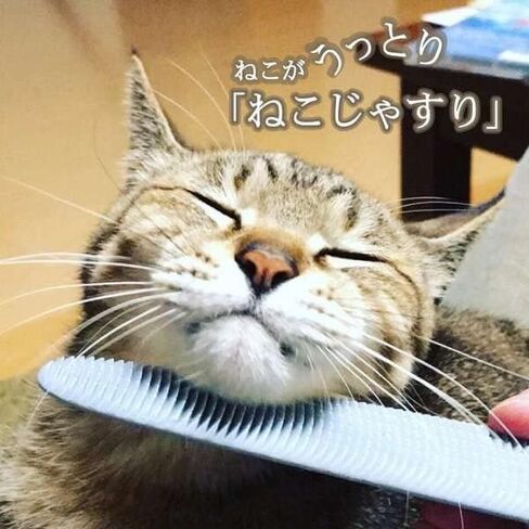 Nekojasuri Cat Groomer (Not a brush). The original. Patented, multi-awaded and expertly crafted in Japan to closely resemble a cat's tongue. Make your cat swoon! (Grey) in Saudi Arabia