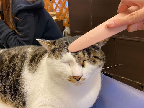 Nekojasuri Cat Groomer (Not a brush). The original. Patented, multi-awaded and expertly crafted in Japan to closely resemble a cat's tongue. Make your cat swoon! (Grey) in Saudi Arabia