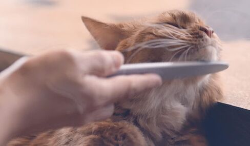 Nekojasuri Cat Groomer (Not a brush). The original. Patented, multi-awaded and expertly crafted in Japan to closely resemble a cat's tongue. Make your cat swoon! (Grey) in Saudi Arabia