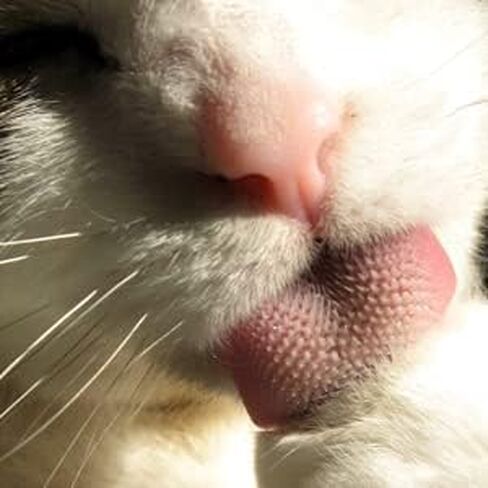 Nekojasuri Cat Groomer (Not a brush). The original. Patented, multi-awaded and expertly crafted in Japan to closely resemble a cat's tongue. Make your cat swoon! (Grey) in Saudi Arabia