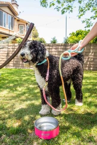 Rainbow Colored Slip Collar for Medium and Large Dogs, Handmade Ombre Dog Collar, Collar Size: up to 18" and Rope is 1/2" Wide (Rainbow, Medium) in Kuwait