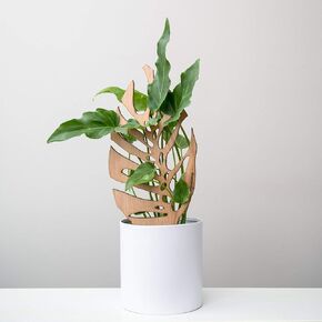 Monstrella - Monstera-inspired plant support for all indoor plants