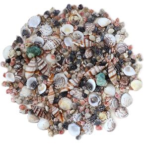 ≈600pcs Tiny Seashell, Small Sea Shells, Natural Colorful Spiral Ocean Beach Seashells, Turbo Shells for Aquarium, Crafts, Party, Wedding, Home Decor, Vase Filler, Fish Tank Sand, 5 Kinds