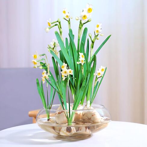 Milisten Glass Vase Bowl, Wide Mouth Flower Vase Round Terrarium, Small Fish Tank, Plastic Betta Tank, Hydroponic Vase Planter Floral Container Clear Fish Bowl for Table in Saudi Arabia