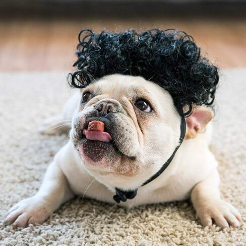 Pet Dog Cat Cosplay Wig - Funny Dog Hair Accessories Pet Headwear Dog Dress up for Cosplay Halloween Decorations in Saudi Arabia