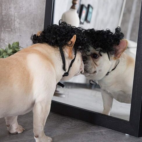 Pet Dog Cat Cosplay Wig - Funny Dog Hair Accessories Pet Headwear Dog Dress up for Cosplay Halloween Decorations in Saudi Arabia
