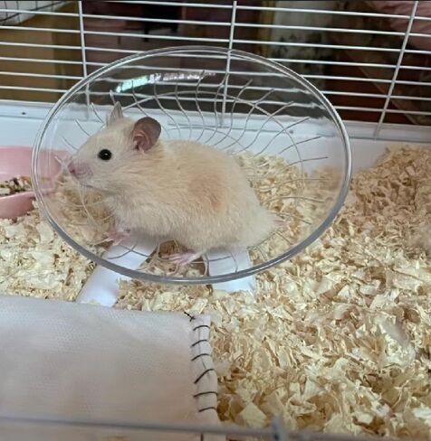 لعبة تسلق عجلة الجري السلطعون الناسك المضحكة، زواحف الهامستر التي تعمل على صحن العجلة الطائرة، عجلة جري لطيفة لخنزير غينيا، الحيوانات الأليفة الصغيرة، شجرة الضفدع، الهامستر، السحلية، سرطان البحر الناسك (أبيض) in Kuwait