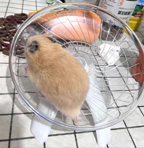 لعبة تسلق عجلة الجري السلطعون الناسك المضحكة، زواحف الهامستر التي تعمل على صحن العجلة الطائرة، عجلة جري لطيفة لخنزير غينيا، الحيوانات الأليفة الصغيرة، شجرة الضفدع، الهامستر، السحلية، سرطان البحر الناسك (أبيض) in Kuwait