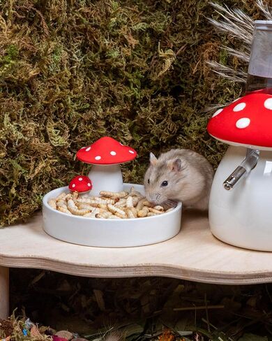 Niteangel Small Animal Snack & Treats Toy - Small Critter Natural Treat for Dwarf Syrian Robo Hamsters Gerbils Mice Lemmings Sugar Glider Hedgehogs Chickens Birds or Other Small-Sized Pets in Kuwait