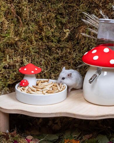 Niteangel Small Animal Snack & Treats Toy - Small Critter Natural Treat for Dwarf Syrian Robo Hamsters Gerbils Mice Lemmings Sugar Glider Hedgehogs Chickens Birds or Other Small-Sized Pets in Kuwait