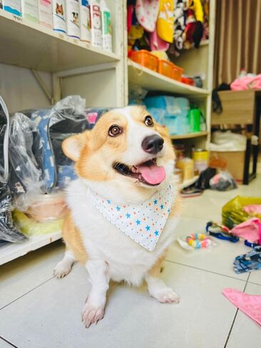 Dog Bandanas (Small Dogs) in Saudi Arabia