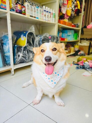 Dog Bandanas (Small Dogs) in Saudi Arabia
