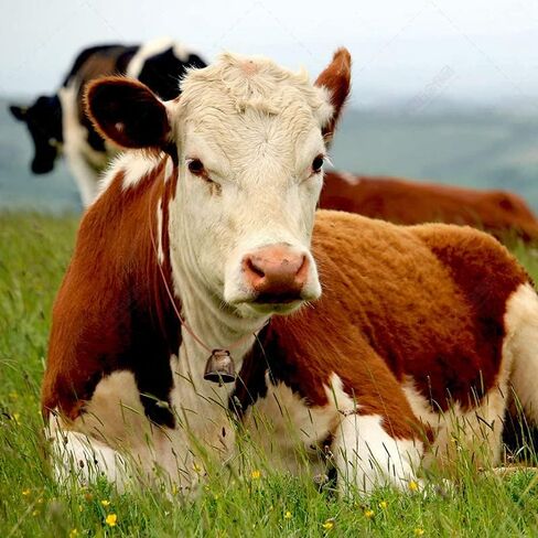 24 قطعة جرس نحاسي للرعي، جرس حيوانات المزرعة البرونزي، أجراس معدنية للبقرة والأغنام والحصان للحيوانات الأليفة للماشية والماعز والقطط والكلاب، ملحقات مضادة للسرقة، مقبض الباب، زينة عيد الميلاد in Kuwait