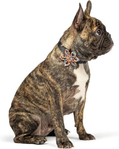 Huxley & Kent Pet Pinwheel | Harvest Check (Large) | Fall Collar Accessory for Dogs/Cats | Bow Collar Attachment | Cute, Comfortable Accessory | H&K Pinwheel for Pets in Saudi Arabia
