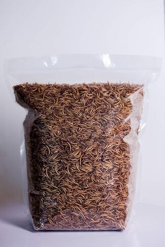 Kimoe 9.10LB 100% ديدان الوجبة المجففة الطبيعية غير المعدلة وراثيًا - نسبة عالية من البروتين للطيور والدجاج والبط in Kuwait