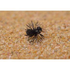 Black Foam Ant Dry Fly tied on Mustad Signature Fly Hooks - 12 Flies